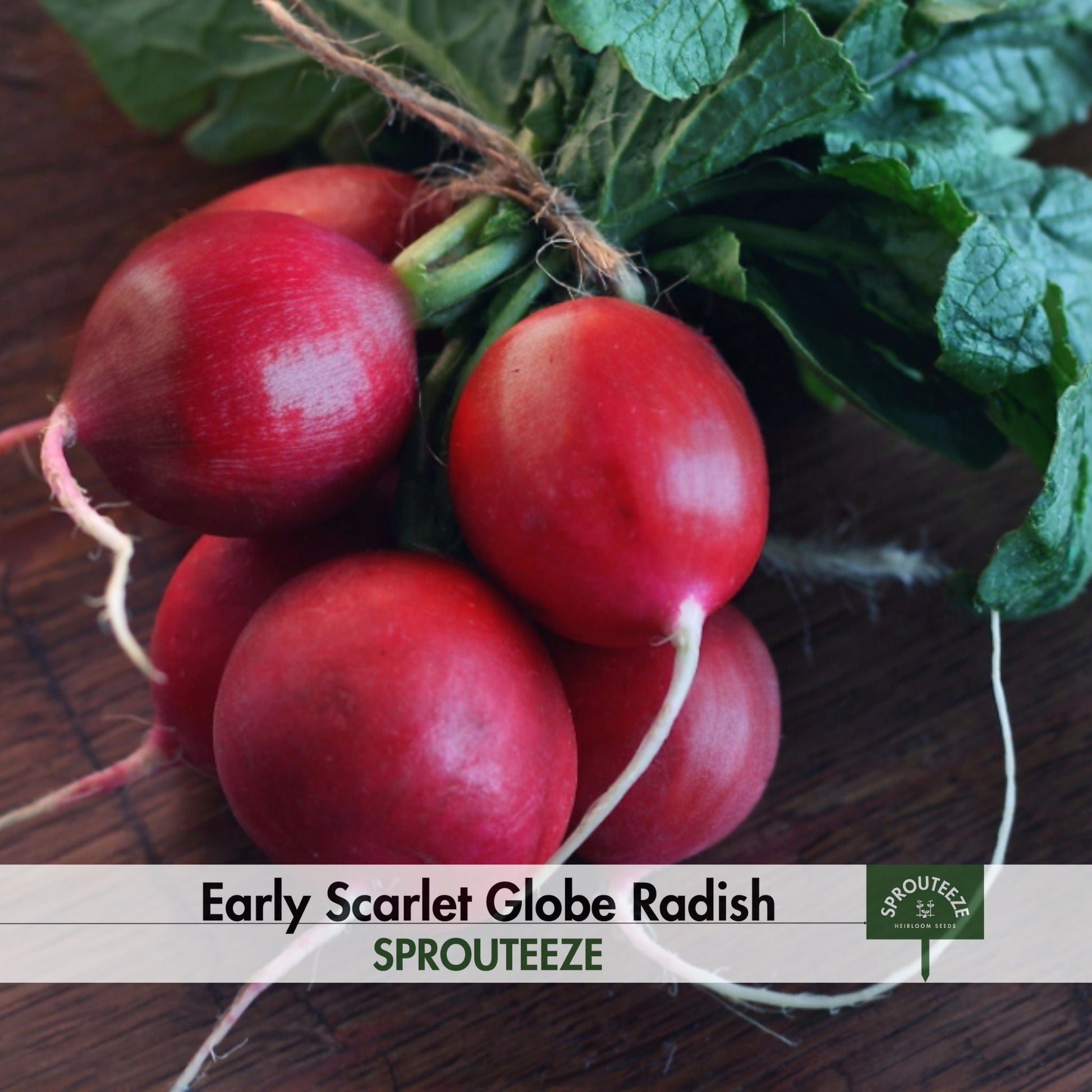 Radish Seeds, Early Scarlet Globe- Grow Gourmet Flavor in 25 Days