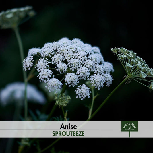 Anise seeds- Grow an Oasis. For Potpourri, Tea, & Baking!