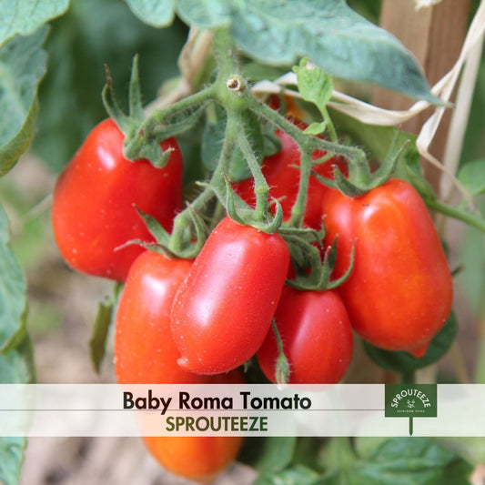 Baby Roma Tomato Seeds - Heirloom Non-GMO, Perfect for Salads & Salsas