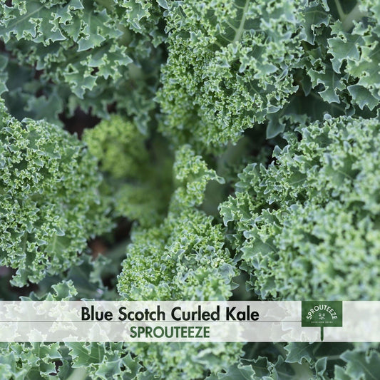 Curled Kale Seeds, Blue Scotch- Easy to Grow Leafy Green Superfood