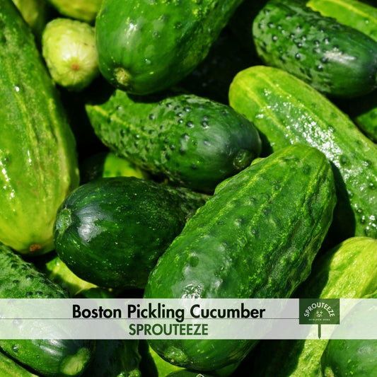 Pickling Cucumber seeds, Boston- Grow Fresh, Healthy Cucumbers at Home