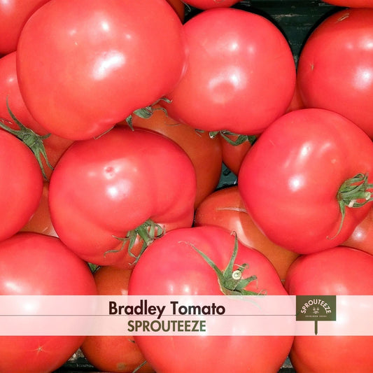 Tomato seeds, Bradley- A Southern Gem for Big Tomatoes