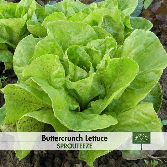 Lettuce seeds, Buttercrunch- Grow Crisp, Sweet Lettuce at Home!