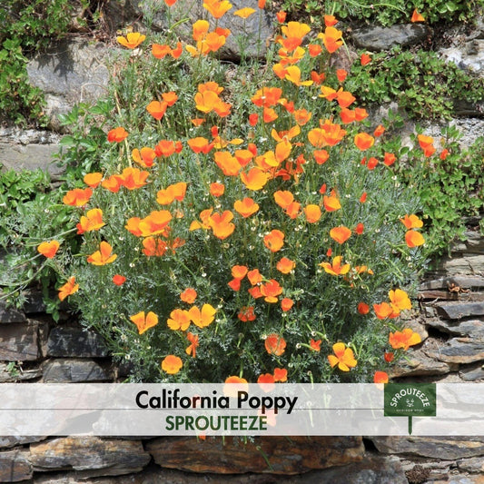 California Poppy seeds- Express Resilience with a Golden State Flower