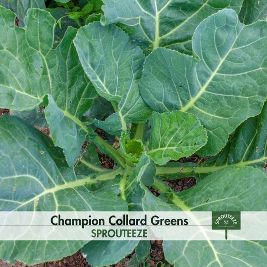 Champion Collard Greens Seeds- Heirloom Southern Flavor, Easy Grow Nutritious Vegetable