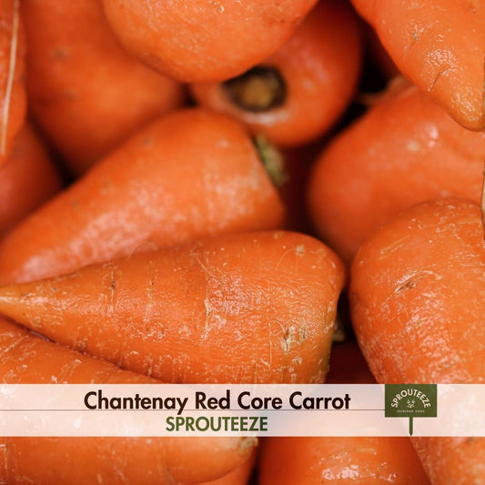 Carrot seeds, Chantenay Red Core- Grow Your Own Crunchy Snacks