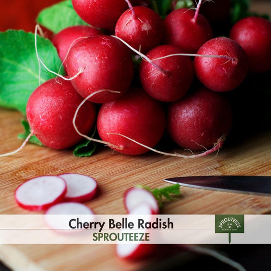 Radish Seeds, Cherry Belle- Tasty & Crunchy, Great for Containers