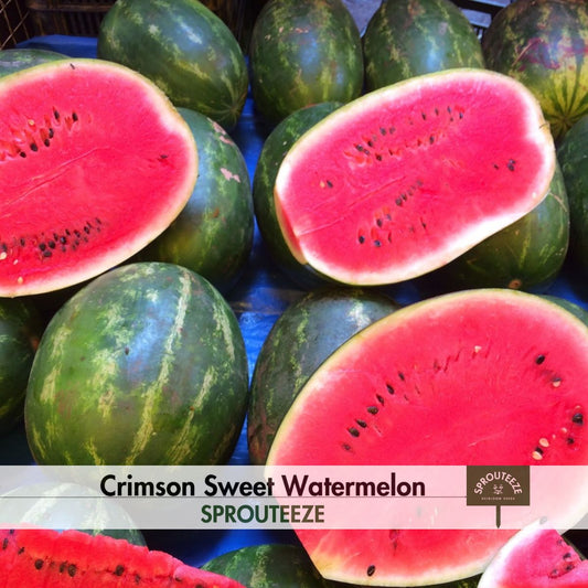 Crimson Sweet Watermelon Seeds- Juicy Giant Heirloom Melons