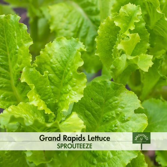 Grand Rapids Lettuce seeds- Grow Healthy, Crisp, Flavorful Salads