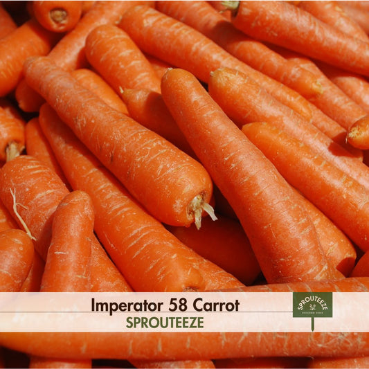 Imperator 58 Carrot Seeds- Grow Long, Sweet & Nutritious Healthy Snacks