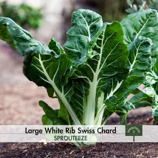 Swiss Chard Seeds, Large White Rib- Heirloom Variety, Nutritious & Tasty Greens