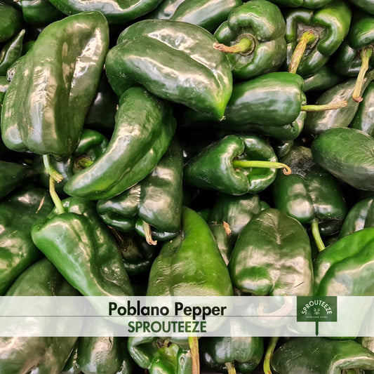 Poblano Pepper Seeds- Heirloom Variety for Authentic Mexican Cuisine