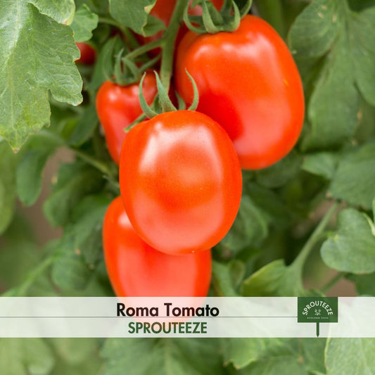 Roma Tomatoes- Grow Your Own Juicy Tomatoes Indoors or Outdoors