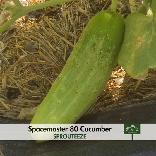 Spacemaster 80 Cucumber Seeds- Perfect Pickle-Making Plant, Good Gift