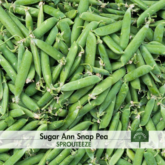 Sugar Ann Snap Pea Seeds- Award-Winning Heirloom for Tasty Meals