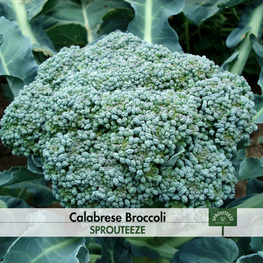 Calabrese Broccoli Seeds - High Germination, Easy-to-Grow - Nutritious Homegrown Veggie