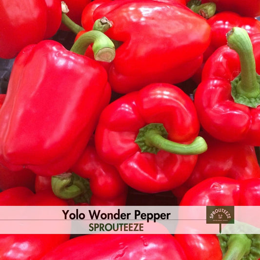 Yolo Wonder Pepper Seeds- Grow for Stuffing or Make Fresh Snacks