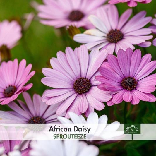 African Daisy seeds- Exotic Beauty, Culinary Use, & Natural Remedies!