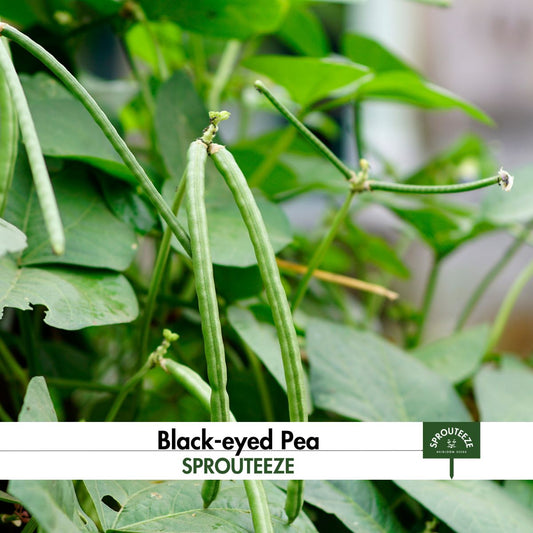 Black-Eyed Pea- Nutritious & Tasty Cowpeas for Hearty Soups and Salads