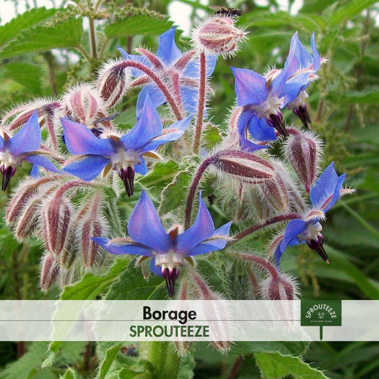 Borage Seeds- Grow Stunning Starflower for Medicinal & Culinary Uses