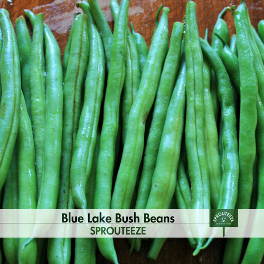 Bush Beans, Blue Lake- Grow for Big Harvests in Small Spaces