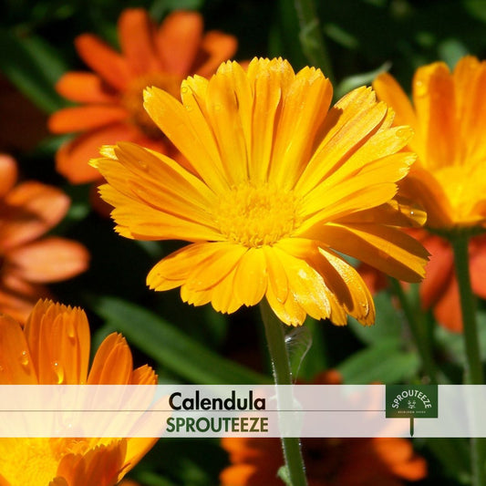 Calendula Seeds- Grow Healthy Herbal Cures & Edible Saffron Substitute