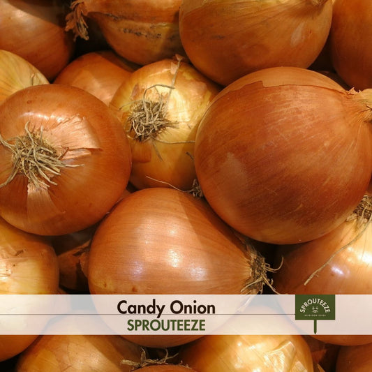 Candy Onion seeds- Flavorful and Long-Storing, Ideal Gardener Gift