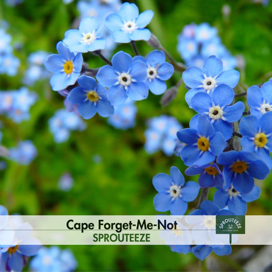 Cape Forget-Me-Not seeds- Edible Blooms for Visual & Tasty Creations