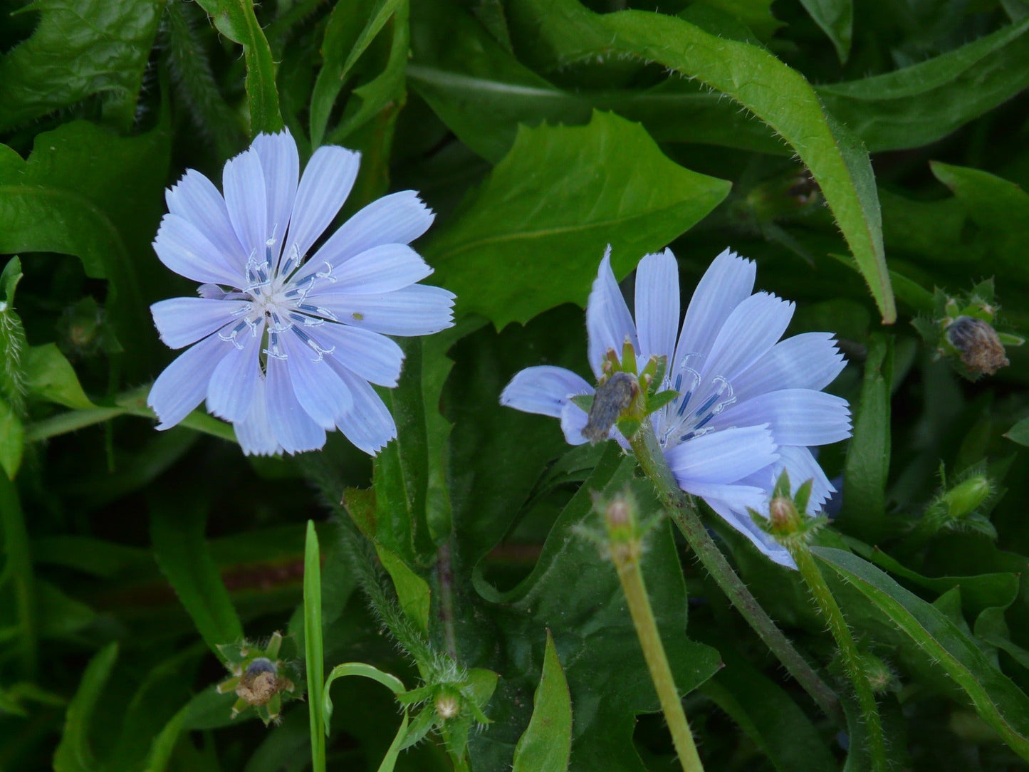 Chicory seeds- Grow Your Own Nutrient-Rich Salad & Coffee Additions