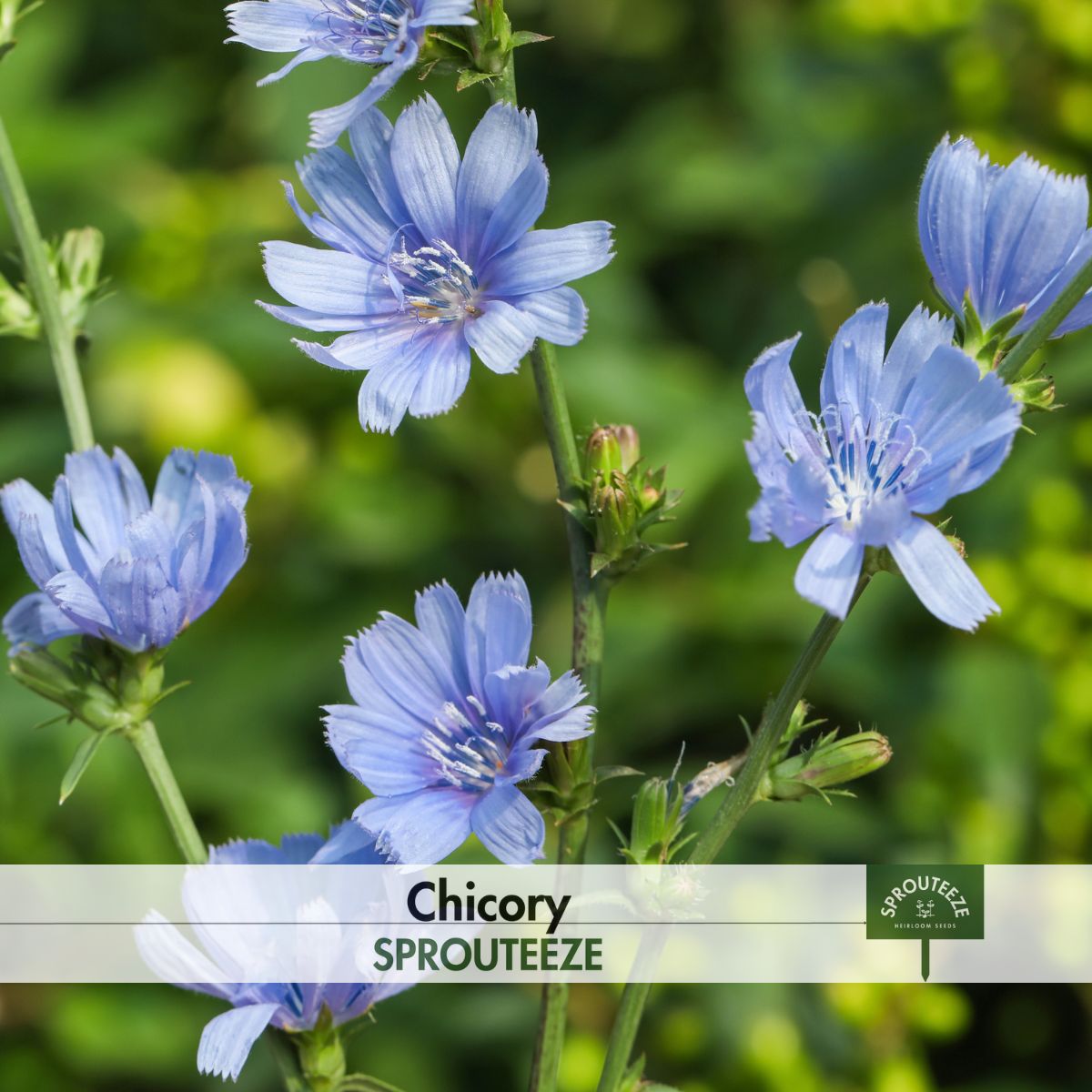 Chicory seeds- Grow Your Own Nutrient-Rich Salad & Coffee Additions