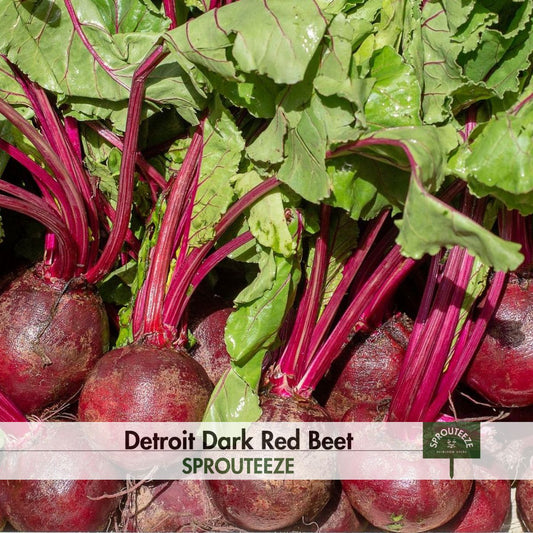 Detroit Dark Red Beet Seeds- Heirloom Quality, Sweet & Robust Flavor