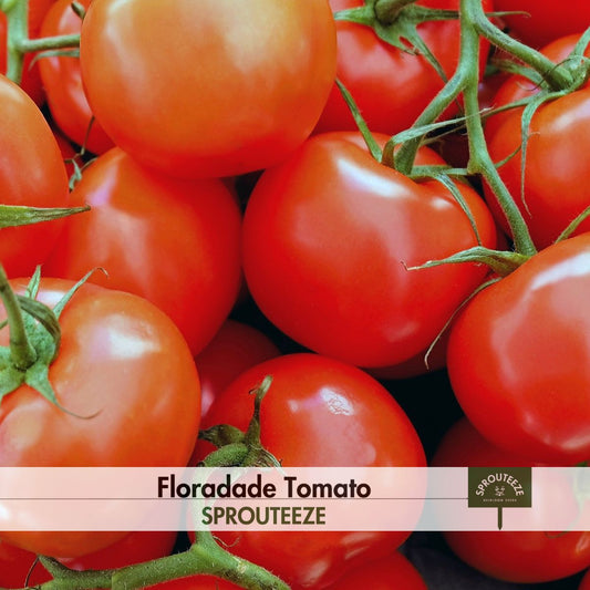 Floradade Tomato seeds- Thrives in Hot, Dry Climates. Good for Gifting