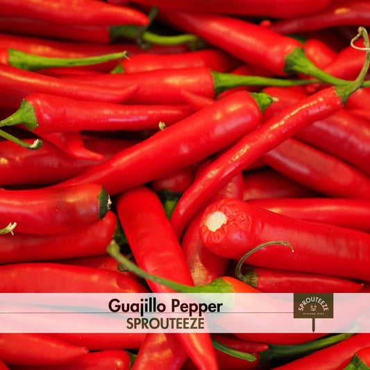 Guajillo Pepper Seeds- Grow Your Own Chili Used in Mexican Dishes