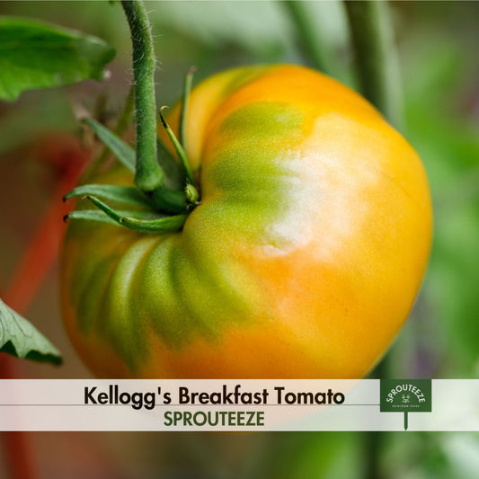 Kellogg's Breakfast Tomato seeds- Grow Your Own Tasty Tomato Flavor