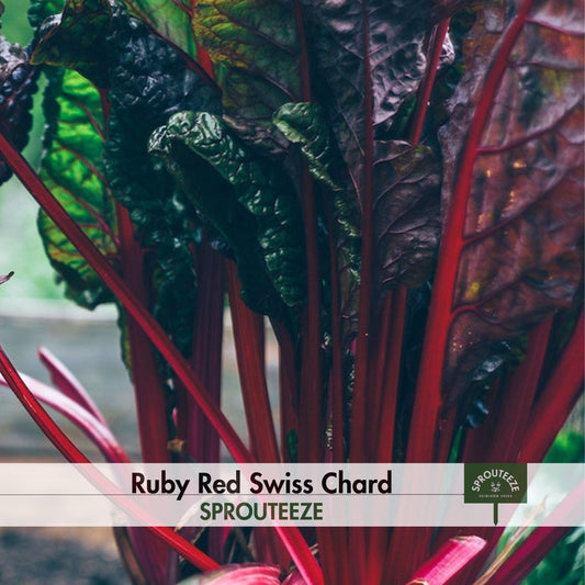 Swiss Chard, Ruby Red- Grow a health-boosting leafy green superfood