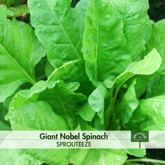 Spinach seeds, Giant Nobel- Ideal Green for Hydroponics and Aquaponics