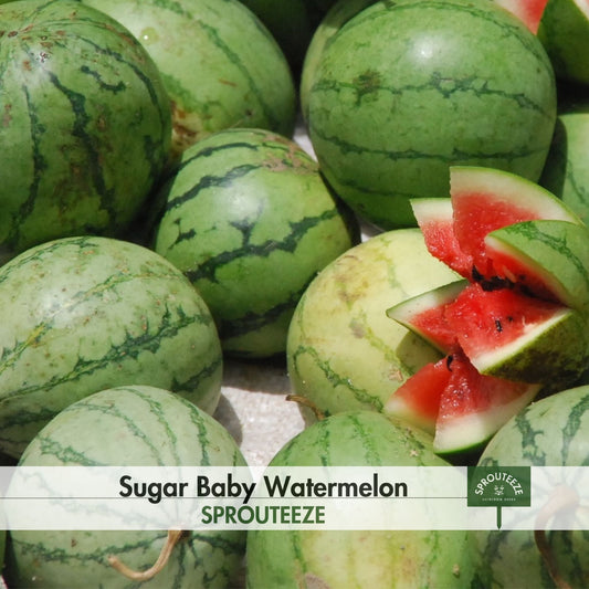 Sugar Baby Watermelon Seeds- Compact Fridge-Sized Garden Melon, Perfect Summer Treats