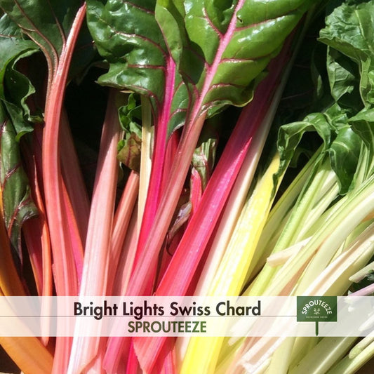 Swiss Chard seeds, Bright Lights- Grow Your Own Multicolored Garden